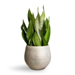 Sansevieria Trifasciata Moonshine - Snake Plant 33 Sansevieria Trifasciata Moonshine - Snake Plant -Garden Potted Plant Shop Sansevieria trifasciata Moonshine Snake Plant 21x70cm Noor Plant Pot Metallic Grey 27x25cm 2 4c19579b eb5c 421b ae78 cc1e846d0c1f