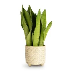 Sansevieria Trifasciata Moonshine - Snake Plant 28 Sansevieria Trifasciata Moonshine - Snake Plant -Garden Potted Plant Shop Sansevieria trifasciata Moonshine Snake Plant 9x25cm Bilbao Plant Pot Pale Jade 10.5x10cm 559c7640 565e 43e0 bb3e 1498d046aa6e