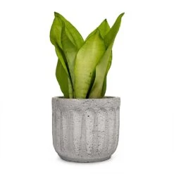 Sansevieria Trifasciata Moonshine - Snake Plant 32 Sansevieria Trifasciata Moonshine - Snake Plant -Garden Potted Plant Shop Sansevieria trifasciata Moonshine Snake Plant 9x25cm Plant Pot Duncan Cement 14x13cm a14413be 4894 4f84 b91b f4bef59535e8