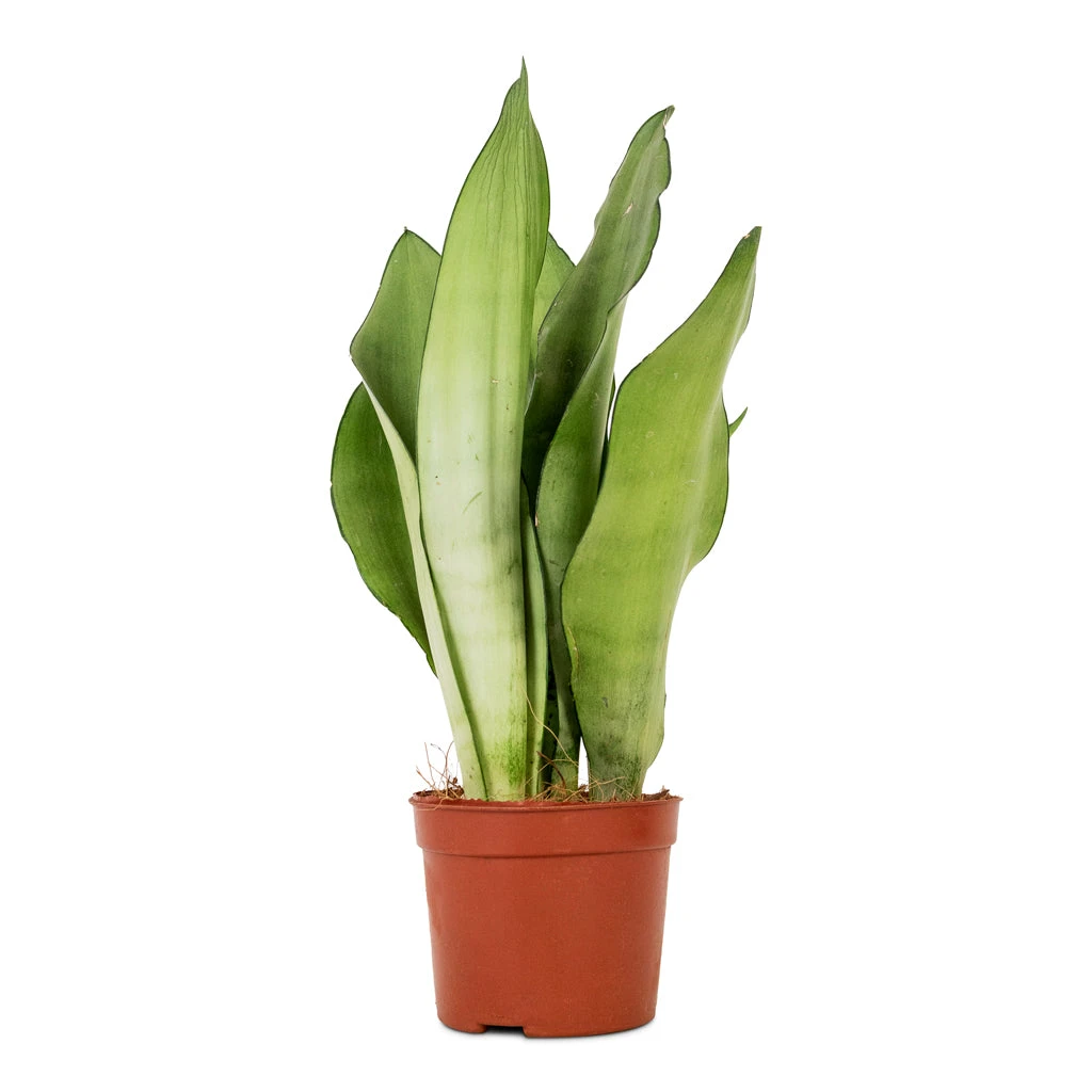 Sansevieria Trifasciata Moonshine - Snake Plant 3 Sansevieria Trifasciata Moonshine - Snake Plant - Image 3