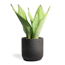 Sansevieria Trifasciata Moonshine - Snake Plant 23 Sansevieria Trifasciata Moonshine - Snake Plant -Garden Potted Plant Shop Sansevieria trifasciata Moonshine Snake Plant Charlie Plant Pot Black Washed