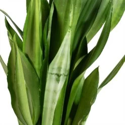 Sansevieria Trifasciata Moonshine - Snake Plant 34 Sansevieria Trifasciata Moonshine - Snake Plant -Garden Potted Plant Shop Sansevieria trifasciata Moonshine Snake Plant Stems