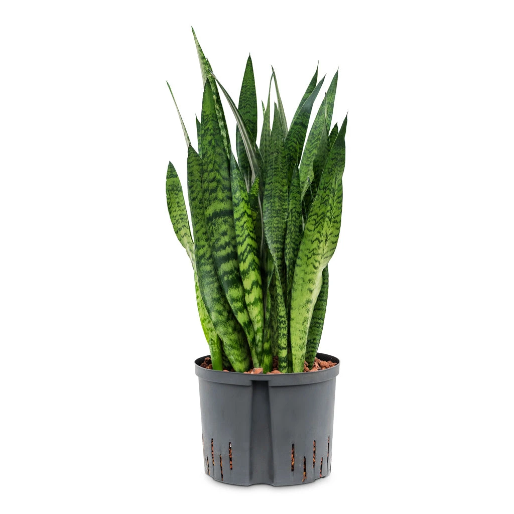 Sansevieria Zeylanica - HydroCare 17 Sansevieria Zeylanica - HydroCare - Image 17