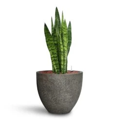 Sansevieria Zeylanica - HydroCare 30 Sansevieria Zeylanica - HydroCare -Garden Potted Plant Shop Sansevieria zeylanica HydroCare Cement Stone Cody Plant Pot Granite Grey