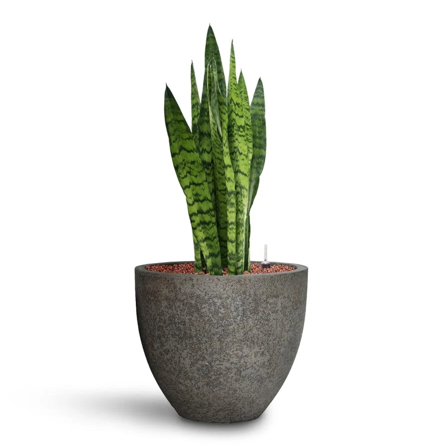 Sansevieria Zeylanica - HydroCare 14 Sansevieria Zeylanica - HydroCare - Image 14