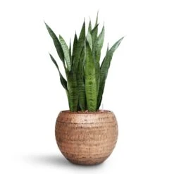 Sansevieria Zeylanica - HydroCare 25 Sansevieria Zeylanica - HydroCare -Garden Potted Plant Shop Sansevieria zeylanica HydroCare Opus Hammered Globe Planter Gold