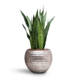 Sansevieria Zeylanica - HydroCare 24 Sansevieria Zeylanica - HydroCare -Garden Potted Plant Shop Sansevieria zeylanica HydroCare Opus Hammered Globe Planter Silver