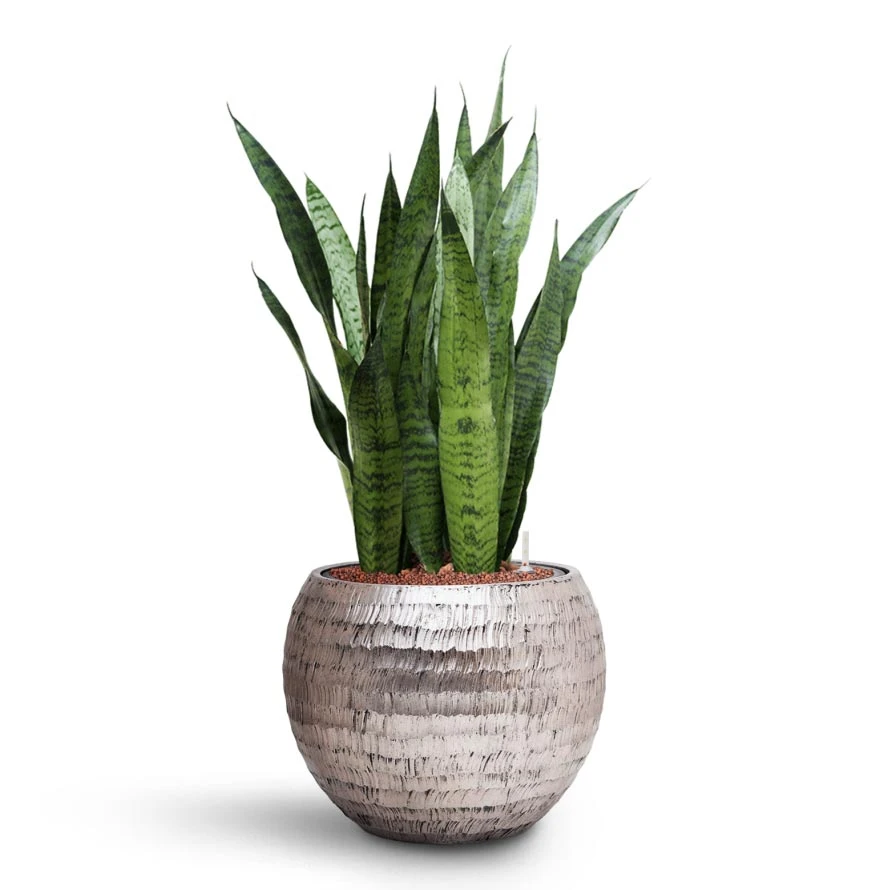 Sansevieria Zeylanica - HydroCare 8 Sansevieria Zeylanica - HydroCare - Image 8