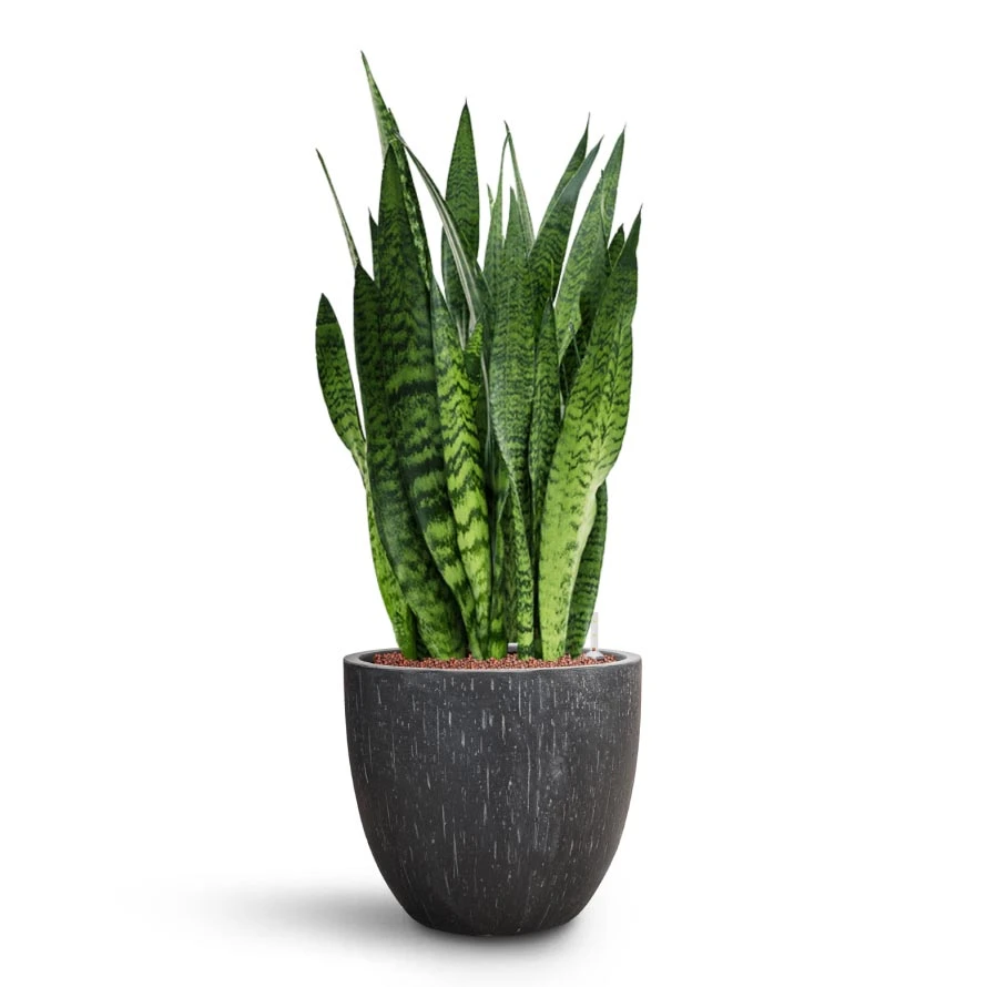 Sansevieria Zeylanica - HydroCare 13 Sansevieria Zeylanica - HydroCare - Image 13