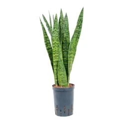 Sansevieria Zeylanica - HydroCare 27 Sansevieria Zeylanica - HydroCare -Garden Potted Plant Shop Sansevieria zeylanica Hydroculture 15 19x60cm