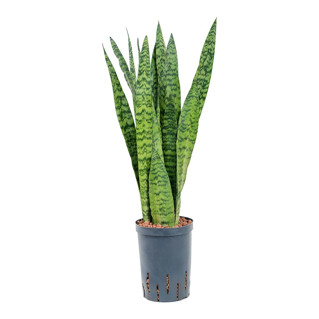 Sansevieria Zeylanica - HydroCare 11 Sansevieria Zeylanica - HydroCare - Image 11