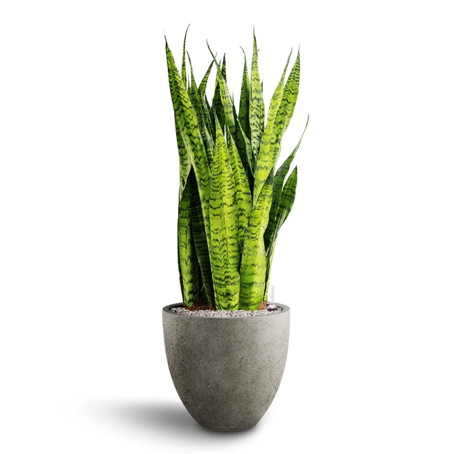 Sansevieria Zeylanica - HydroCare 6 Sansevieria Zeylanica - HydroCare - Image 6