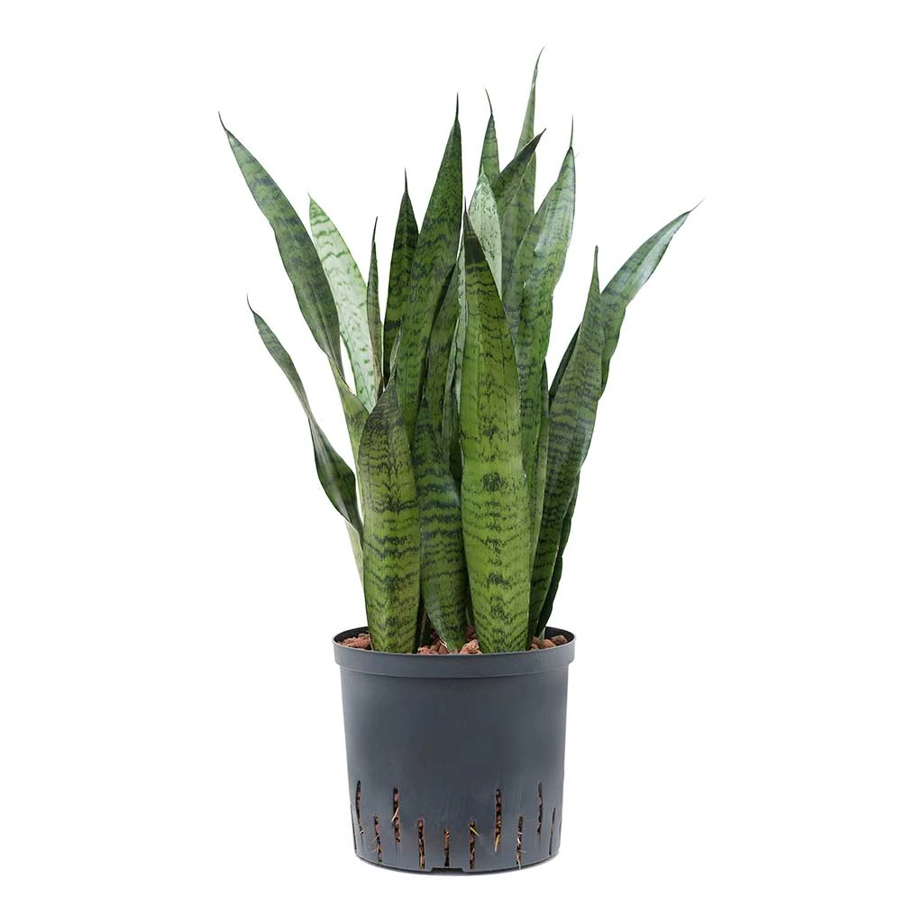 Sansevieria Zeylanica - HydroCare 1 Sansevieria Zeylanica - HydroCare
