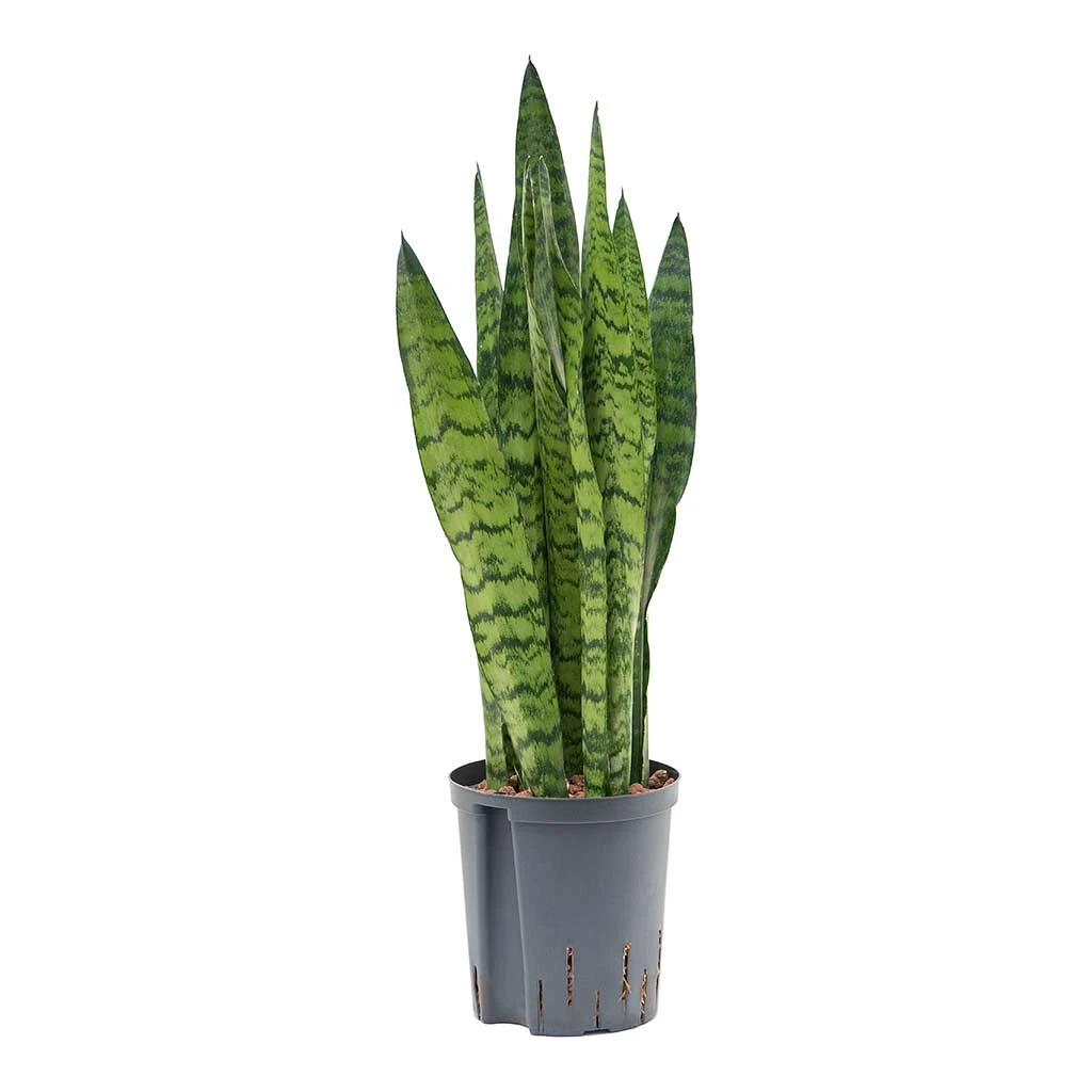Sansevieria Zeylanica - HydroCare 7 Sansevieria Zeylanica - HydroCare - Image 7