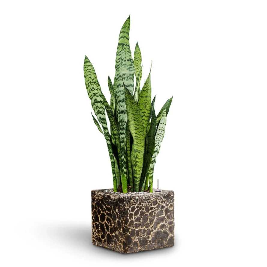 Sansevieria Zeylanica - HydroCare 3 Sansevieria Zeylanica - HydroCare - Image 3