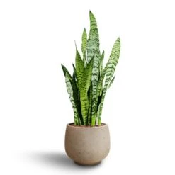Mini Pixie Plant Pot - Grey Washed -Garden Potted Plant Shop Sansevieria zeylanica Hydroculture Mini Pixie Plant Pot Grey Washed 8383c381 b3a6 46ec bff5 e5a7ad4a0f7d