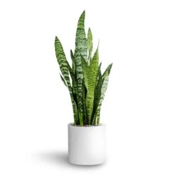 Sansevieria Zeylanica - HydroCare 20 Sansevieria Zeylanica - HydroCare -Garden Potted Plant Shop Sansevieria zeylanica Hydroculture Puk Planter Matt White