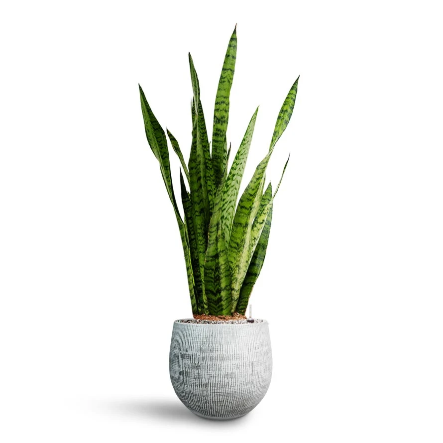 Sansevieria Zeylanica - HydroCare 12 Sansevieria Zeylanica - HydroCare - Image 12