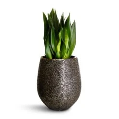 Opus Hit Darcy Planter - Silver -Garden Potted Plant Shop Sansevieria zeylanica Silver Flame Snake Plant 21x60cm Opus Hit Darcy Planter Silver 38x42cm 4246704f a5d5 40cd bc33 091427bffb93