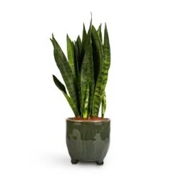 Sansevieria Zeylanica - Snake Plant -Garden Potted Plant Shop Sansevieria zeylanica Snake Plant 14x50cm Kaat Plant Pot Green 16x16cm