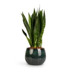 Sansevieria Zeylanica - Snake Plant -Garden Potted Plant Shop Sansevieria zeylanica Snake Plant 14x50cm Odile Plant Pot Petrol 19x14cm 2c0af5d4 814e 4303 8f95 25848897fd75