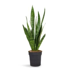 Sansevieria Zeylanica - Snake Plant -Garden Potted Plant Shop Sansevieria zeylanica Snake Plant 15x50cm
