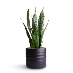 Sansevieria Zeylanica - Snake Plant -Garden Potted Plant Shop Sansevieria zeylanica Snake Plant 15x50cm Hadleigh Plant Pot Charcoal 17x15cm