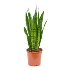 Sansevieria Zeylanica - Snake Plant -Garden Potted Plant Shop Sansevieria zeylanica Snake Plant 17x50cm