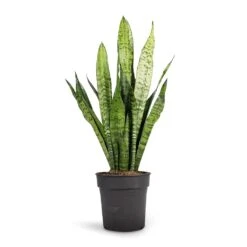 Sansevieria Zeylanica - Snake Plant -Garden Potted Plant Shop Sansevieria zeylanica Snake Plant 17x60cm