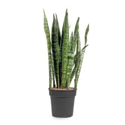 Sansevieria Zeylanica - Snake Plant -Garden Potted Plant Shop Sansevieria zeylanica Snake Plant 21x100cm