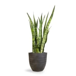 Sansevieria Zeylanica - Snake Plant -Garden Potted Plant Shop Sansevieria zeylanica Snake Plant 21x70cm Angle Couple Plant Pot Anthracite 30x28cm 2 4e3de4c8 d714 41a3 9a89 ad56f048bc49