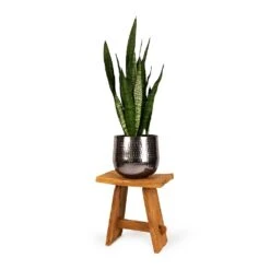 Sansevieria Zeylanica - Snake Plant -Garden Potted Plant Shop Sansevieria zeylanica Snake Plant 21x70cm Jenna Metal Plant Pots Set of 3 Lead dba41d2b 6f44 4b3b 9d30 00b6d5774747