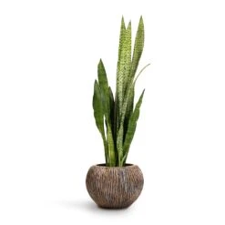 Luxe Lite Waterfall Globe Planter - Bronze 18 Luxe Lite Waterfall Globe Planter - Bronze -Garden Potted Plant Shop Sansevieria zeylanica Snake Plant 21x70cm Luxe Lite Waterfall Globe Planter Bronze 33x24cm