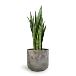 Sansevieria Zeylanica - Snake Plant -Garden Potted Plant Shop Sansevieria zeylanica Snake Plant 21x70cm Saar Plant Pot Earth Cement 26x25cm