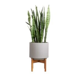 Vigo Plant Pot With Wooden Stand - Concrete Grey -Garden Potted Plant Shop Sansevieria zeylanica Snake Plant 21x70cm Vigo Plant Pot with Wooden Stand Concrete Grey 28x37cm