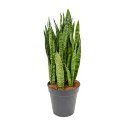 Sansevieria Zeylanica - Snake Plant -Garden Potted Plant Shop Sansevieria zeylanica Snake Plant 21x80cm
