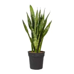 Sansevieria Zeylanica - Snake Plant -Garden Potted Plant Shop Sansevieria zeylanica Snake Plant 21x80cm 2177ff2d 2527 480c b9fe fa5a83387048