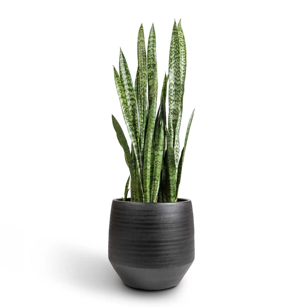 Norell Plant Pot - Black 15 Norell Plant Pot - Black - Image 15