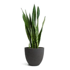 Sansevieria Zeylanica - Snake Plant -Garden Potted Plant Shop Sansevieria zeylanica Snake Plant Mini Jesslyn Plant Pot Black Washed 8a02a074 152b 457a a87c 7ccd45f55dd0