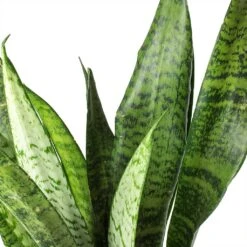 Sansevieria Zeylanica - Snake Plant -Garden Potted Plant Shop Sansevieria zeylanica Snake Plant Stems