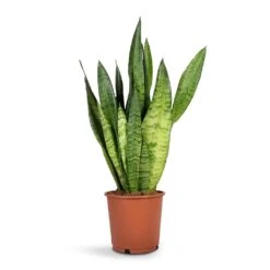 Sansevieria Zeylanica - Snake Plant -Garden Potted Plant Shop Sansevieria zeylanica Snake Plant14x50cm