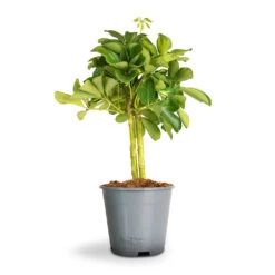 Schefflera Gold Capella - Stemmed Dwarf Umbrella Tree -Garden Potted Plant Shop Schefflera Arboricola Dwarf Umbrella Tree 2