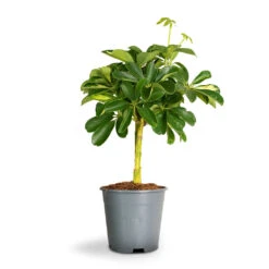 Schefflera Gold Capella - Stemmed Dwarf Umbrella Tree -Garden Potted Plant Shop Schefflera Arboricola Dwarf Umbrella Tree
