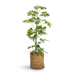 Schefflera Gold Capella - Dwarf Umbrella Tree 15 Schefflera Gold Capella - Dwarf Umbrella Tree -Garden Potted Plant Shop Schefflera Gold Capella Dwarf Umbrella Tree 17x80cm Ido Plant Baskets Set5 Natural