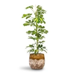 Schefflera Gold Capella - Dwarf Umbrella Tree 17 Schefflera Gold Capella - Dwarf Umbrella Tree -Garden Potted Plant Shop Schefflera Gold Capella Dwarf Umbrella Tree 17x80cm Lindy Plant Pot Ochre 23x20cm