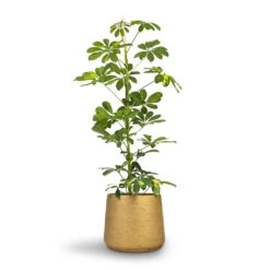 Schefflera Gold Capella - Dwarf Umbrella Tree 18 Schefflera Gold Capella - Dwarf Umbrella Tree -Garden Potted Plant Shop Schefflera Gold Capella Dwarf Umbrella Tree 17x80cm Patt Plant Pot Metallic Gold 23x20cm