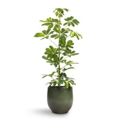 Schefflera Gold Capella - Dwarf Umbrella Tree 16 Schefflera Gold Capella - Dwarf Umbrella Tree -Garden Potted Plant Shop Schefflera Gold Capella Dwarf Umbrella Tree 17x80cm Zembla Plant Pot Green 22x20cm