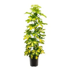 Schefflera Gold Capella - Dwarf Umbrella Tree 14 Schefflera Gold Capella - Dwarf Umbrella Tree -Garden Potted Plant Shop Schefflera Gold Capella Dwarf Umbrella Tree 19x110cm