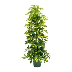 Schefflera Gold Capella - Dwarf Umbrella Tree 12 Schefflera Gold Capella - Dwarf Umbrella Tree -Garden Potted Plant Shop Schefflera Gold Capella Dwarf Umbrella Tree 31x130cm