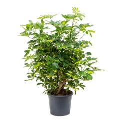Schefflera Gold Capella - Dwarf Umbrella Tree 13 Schefflera Gold Capella - Dwarf Umbrella Tree -Garden Potted Plant Shop Schefflera Gold Capella Dwarf Umbrella Tree Bushy